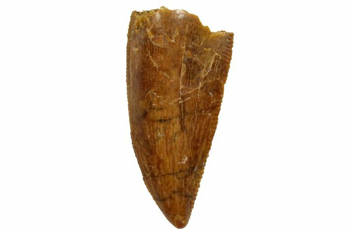 Serrated, Raptor Tooth - Real Dinosaur Tooth #255894